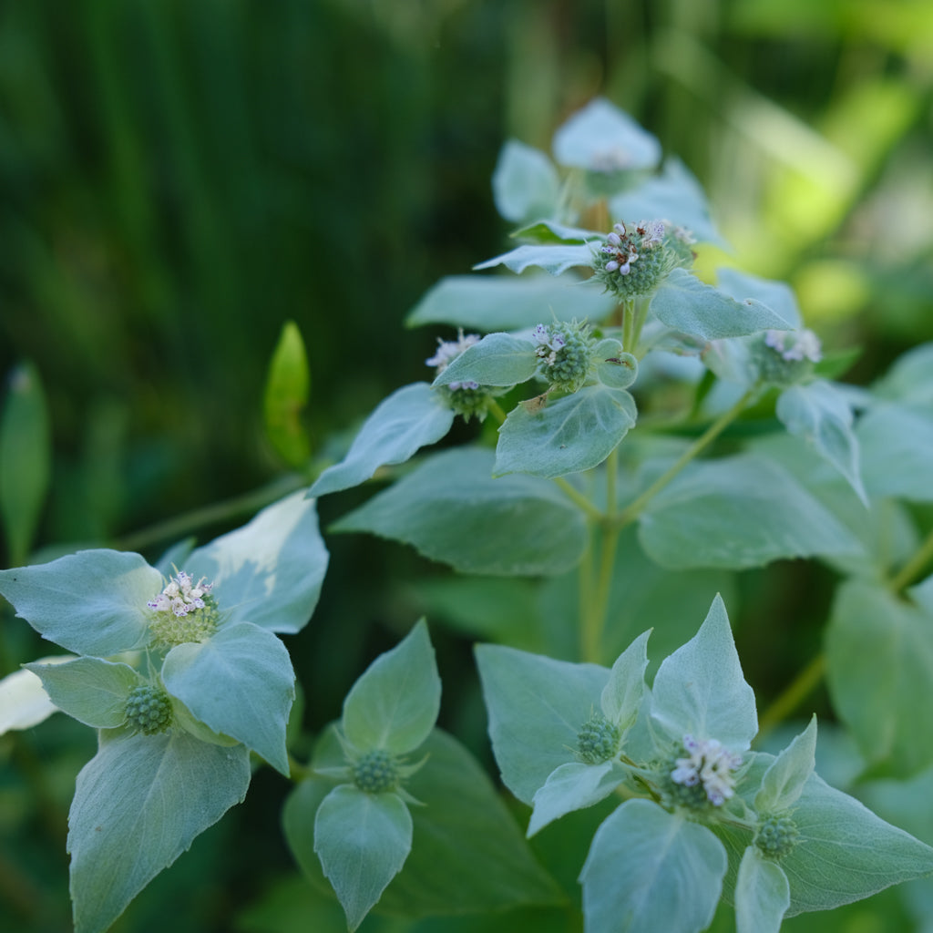 Pycnanthemum muticum (Mountain Mint) | Perennial in Lexington, KY