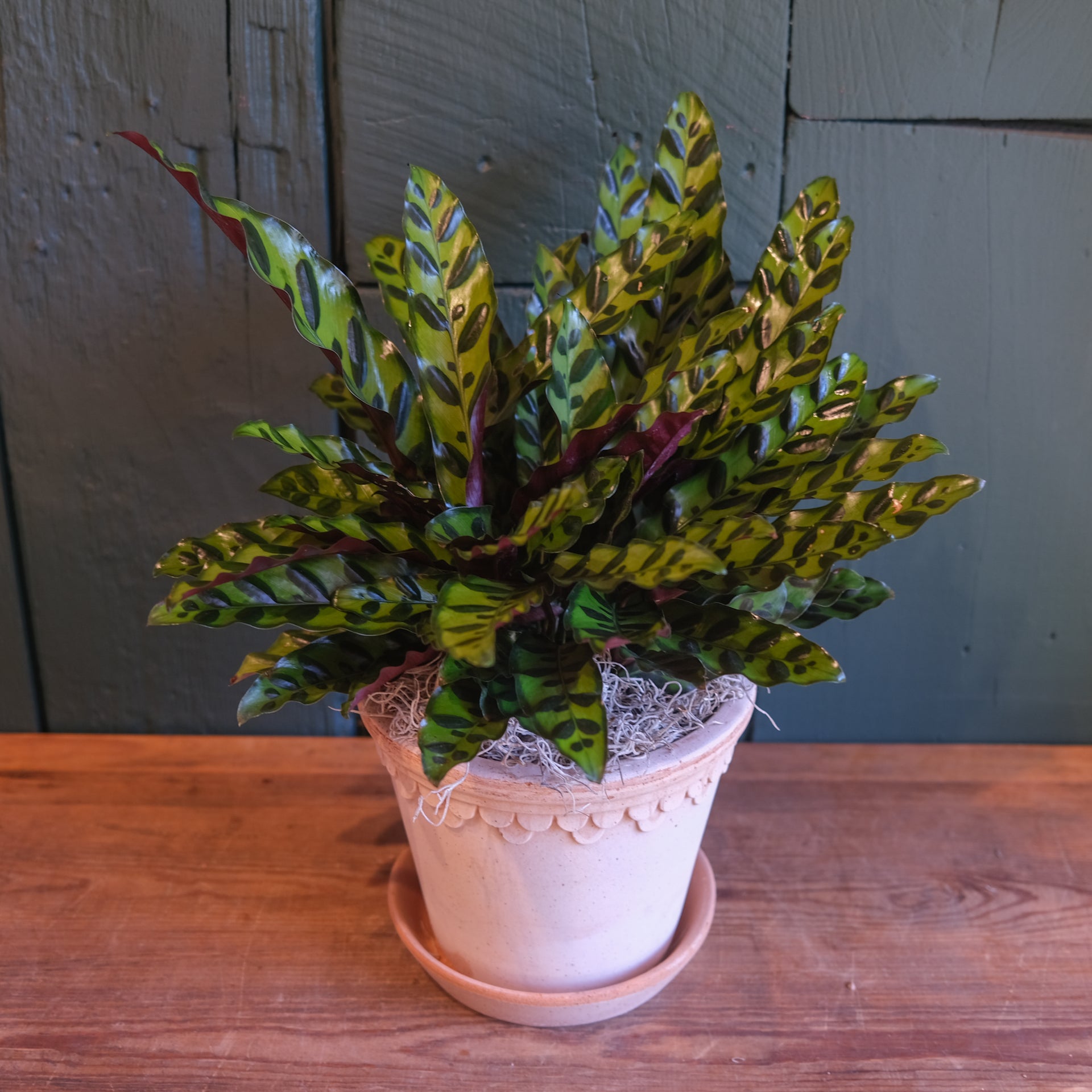 Calathea lancifolia - Rattlesnake Plant