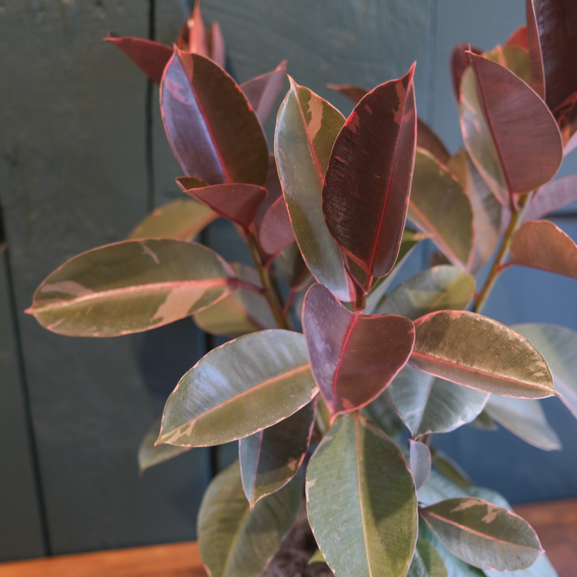 Ficus 'Ruby' | Lexington, KY | Michler's Florist – Michler's