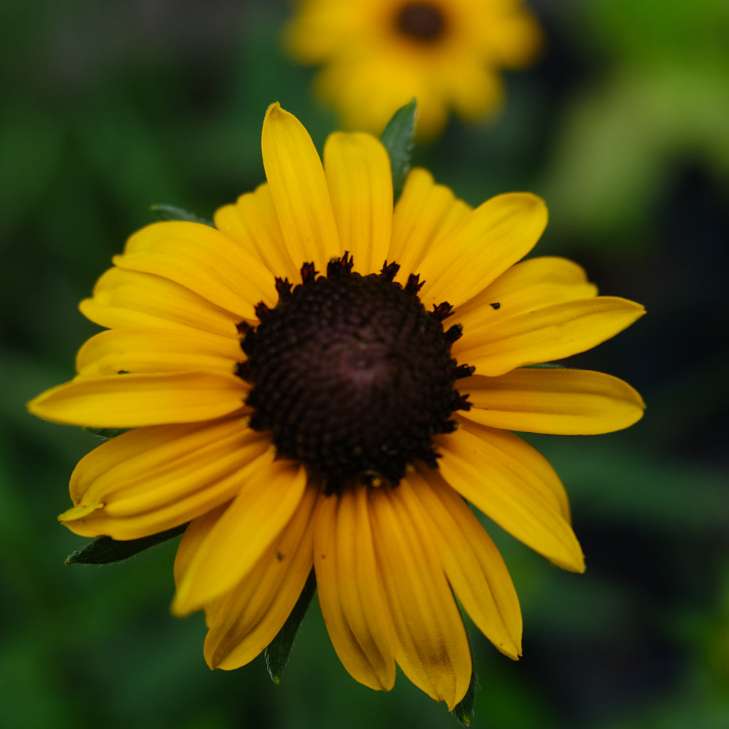 Rudbeckia fulgida var. speciosa (Black-eyed Susan) | Perennial in
