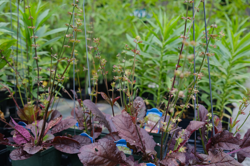 Salvia lyrata 'Purple Knockout' (Lyreleaf Sage) | Perennial in