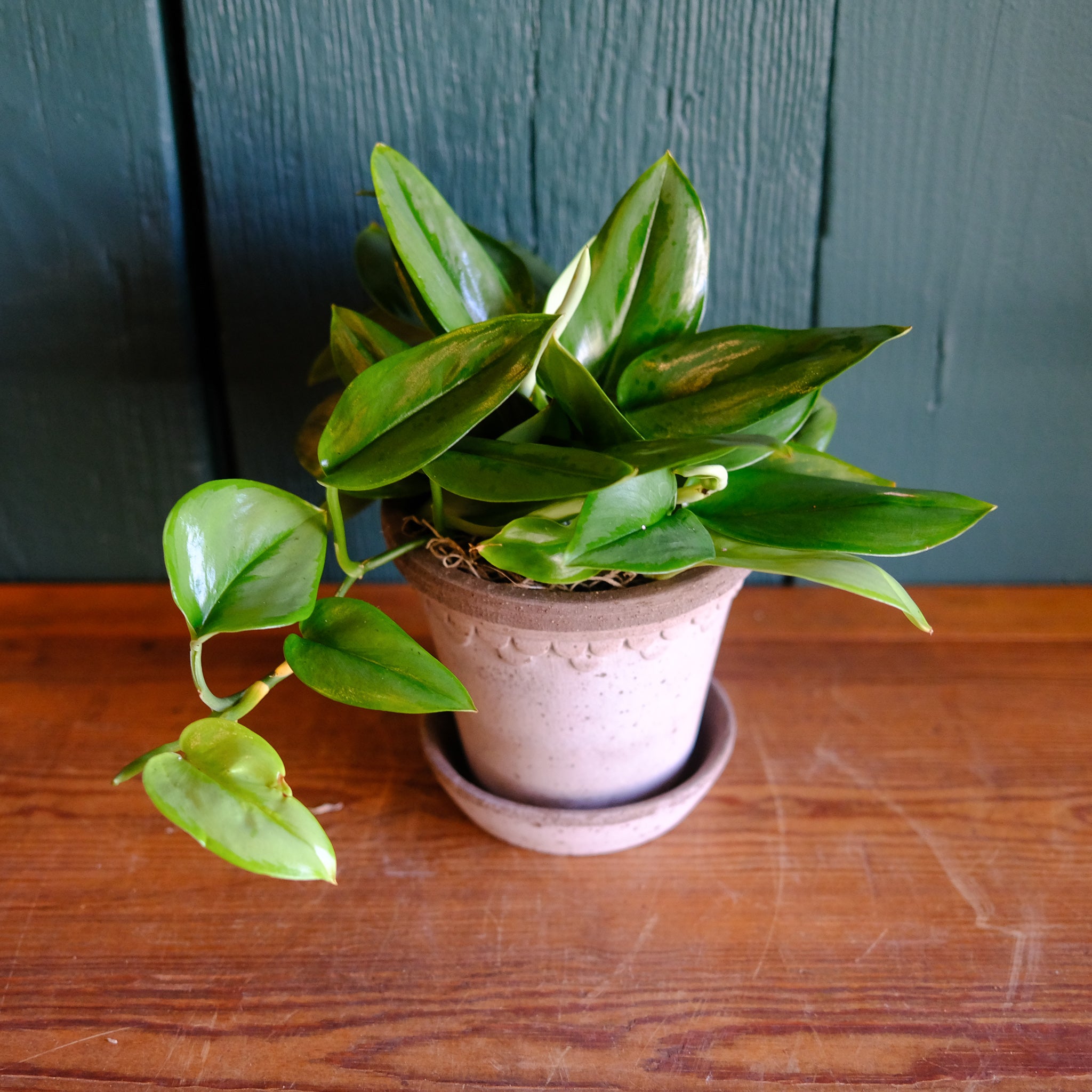 Scindapsus 'Moonlight' | Lexington, KY | Michler's Florist