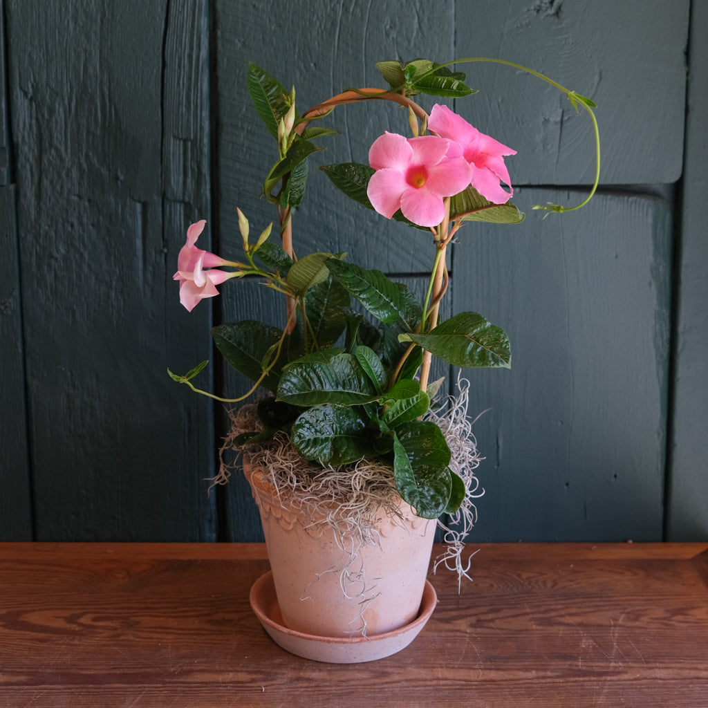 Blooming Mandevilla delivered in Lexington, KY | Michler's Florist