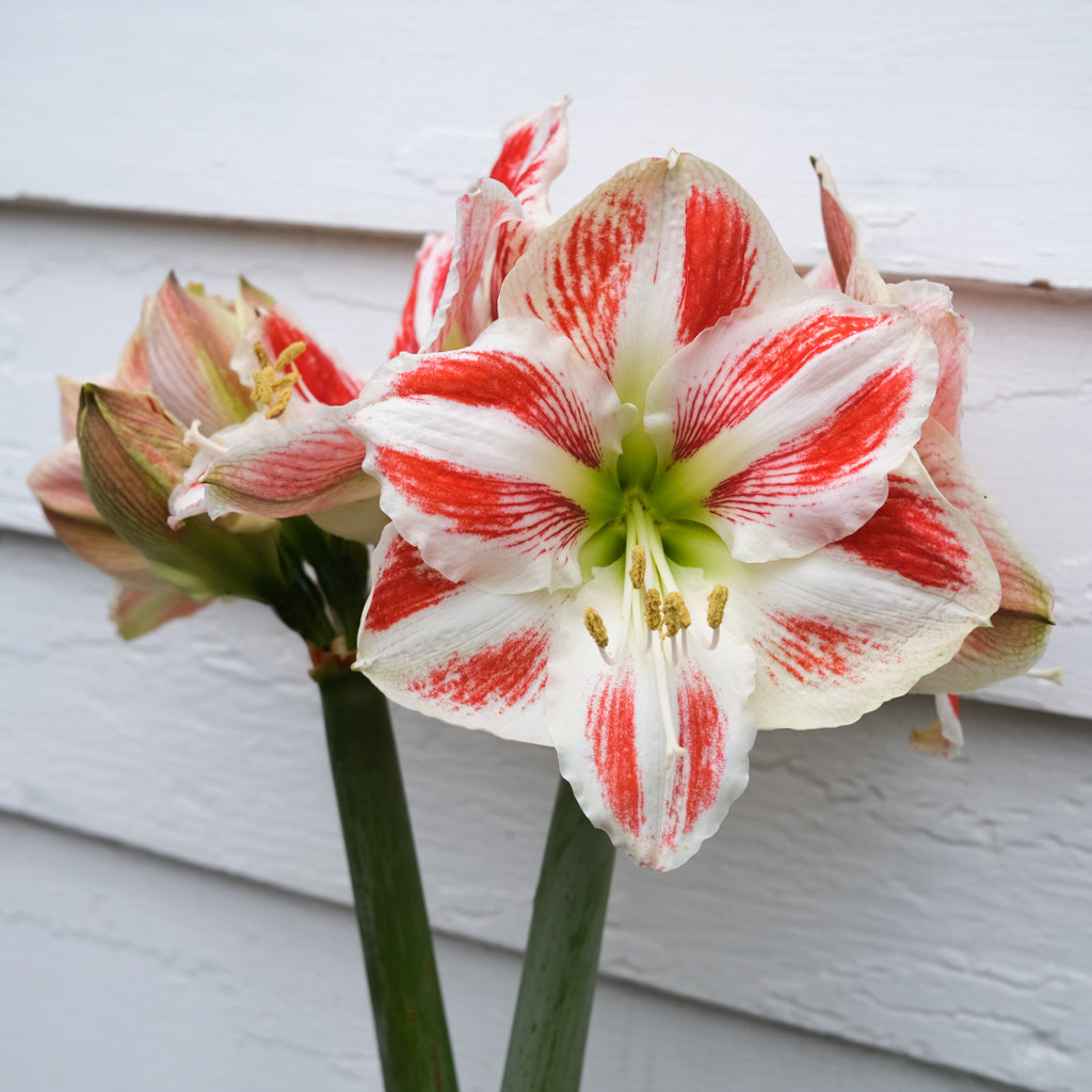 Amaryllis 'Spartacus' Bulb | Lexington, KY | Michler's Florist