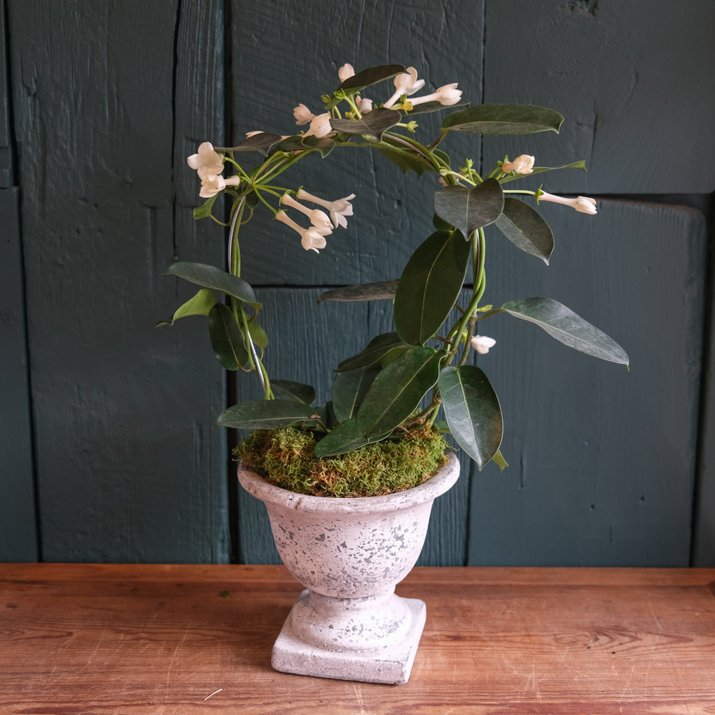 is stephanotis an indoor or outdoor plant Stephanotis | Michler's Florist