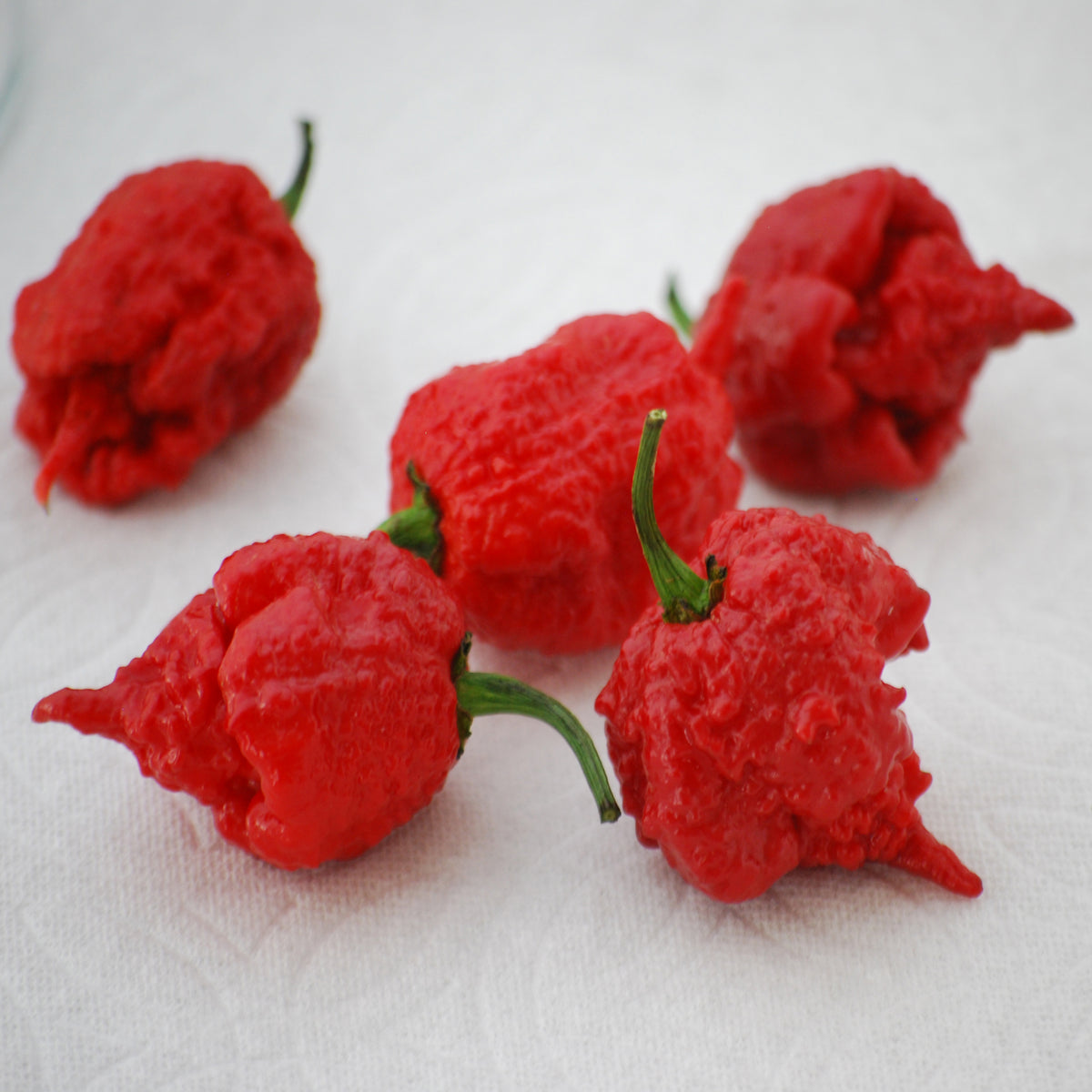 Pepper - Carolina Reaper | Lexington, KY | Michler's Greenhouses ...