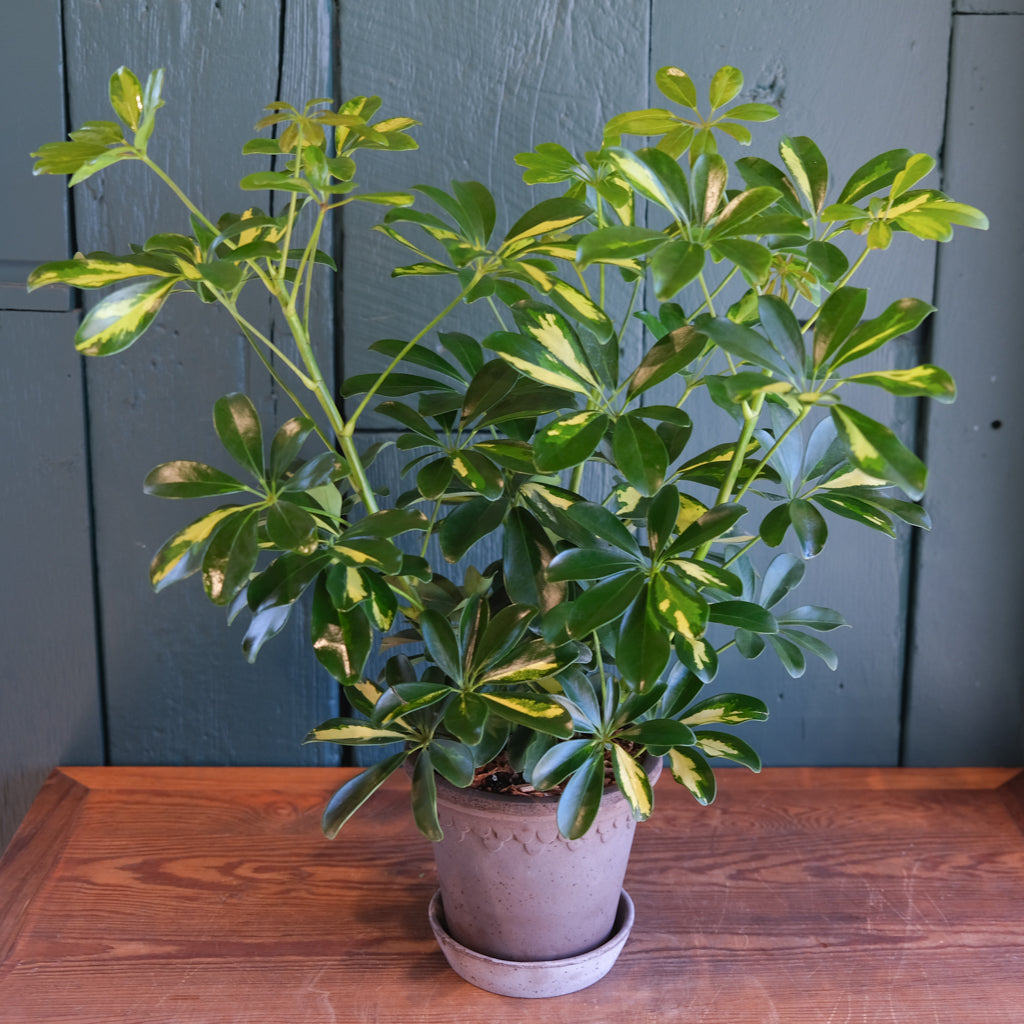 Schefflera | Lexington, KY | Michler's Florist – Michler's Florist