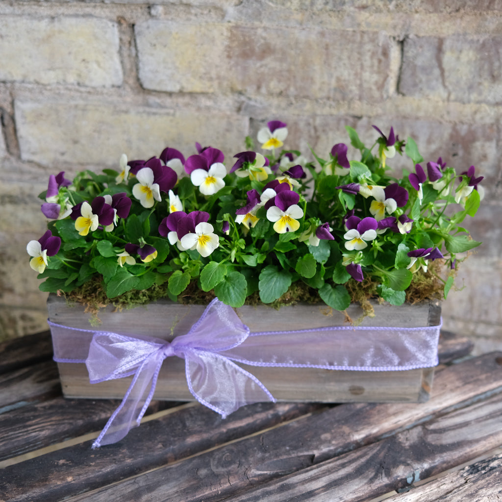 Viola Gift Box | Lexington, KY | Michler's Florist – Michler's