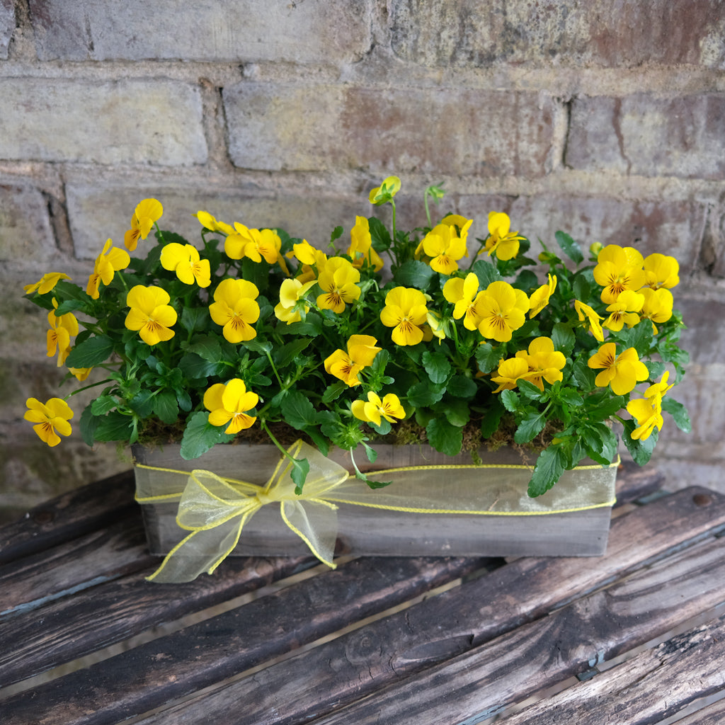Viola Gift Box | Lexington, KY | Michler's Florist – Michler's