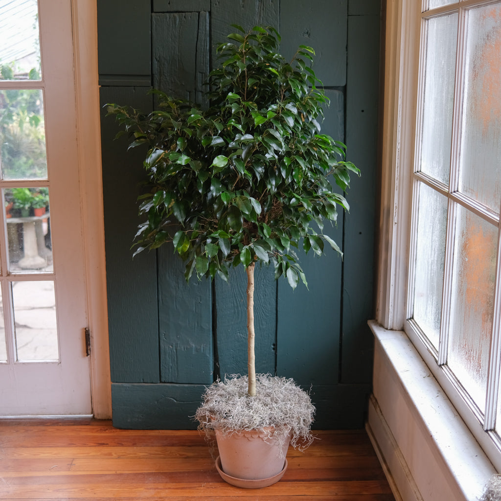 Ficus benjamina | Lexington, KY | Michler's Florist – Michler's