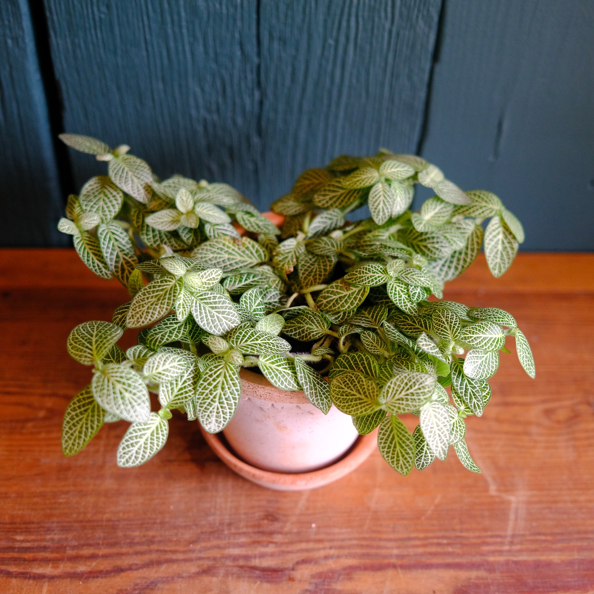 nerve plant indoor White Nerve Plant (Fittonia)