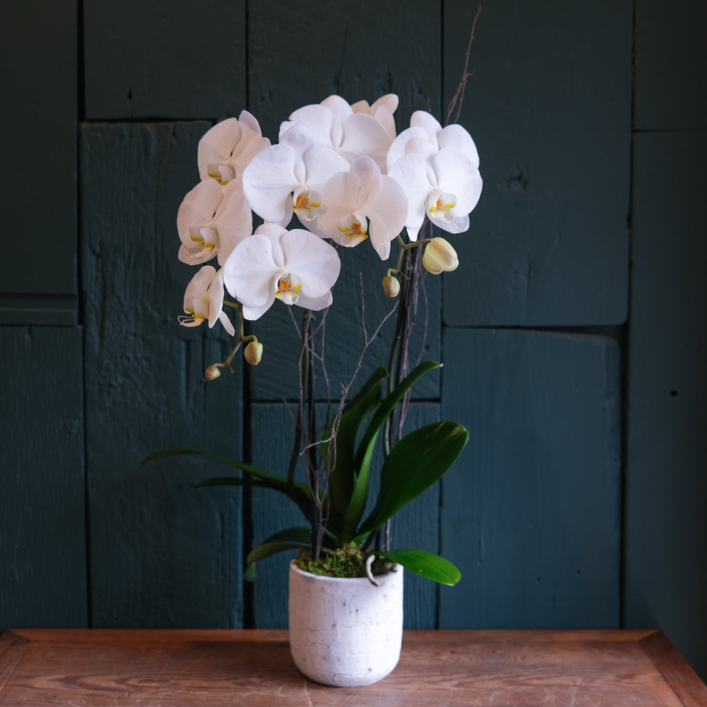 Orchids in Lexington, KY | Florist in Lexington, KY | Michler's