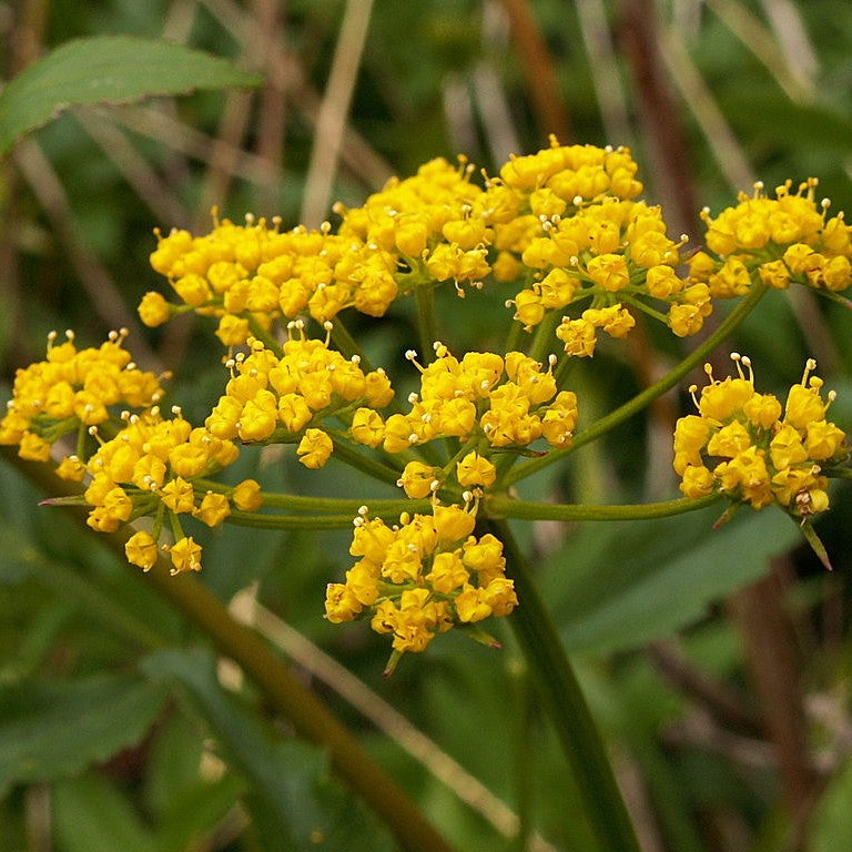 Zizia aurea (Golden Alexander) | Perennial in Lexington, KY