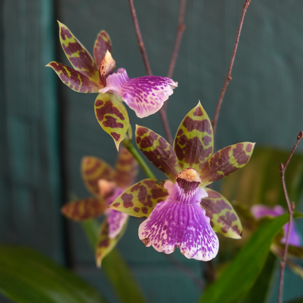 Exotic Orchid Plants | Lexington, KY | Michler's Florist