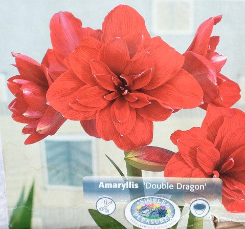 Amaryllis 