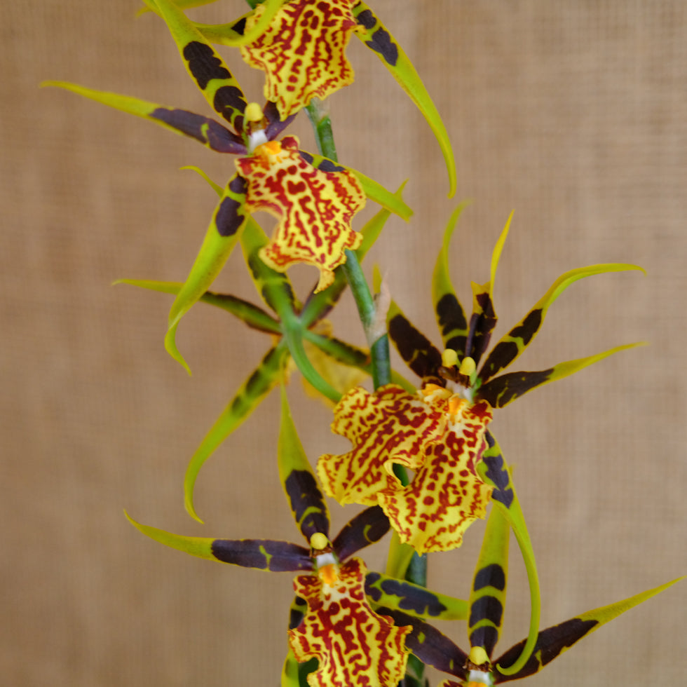 Exotic Orchid Plants | Lexington, KY | Michler's Florist – Michler's ...