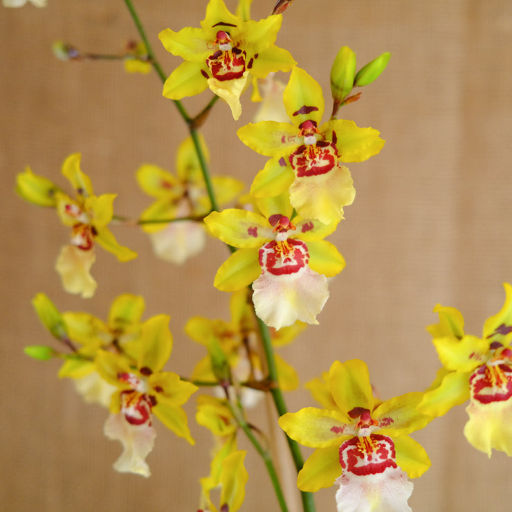 Exotic Orchid Plants | Lexington, KY | Michler's Florist – Michler's ...