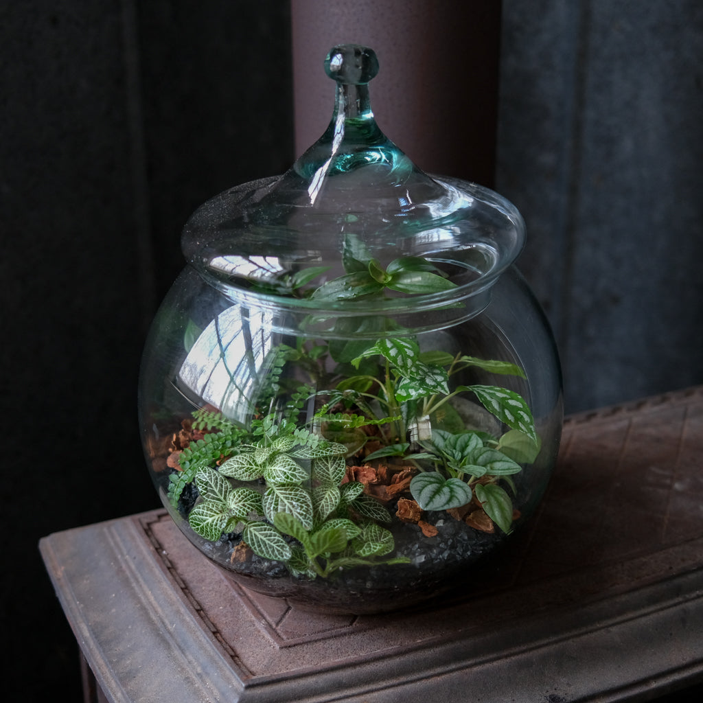 Pycnanthemum muticum (Mountain Mint) | Perennial in Lexington, KY