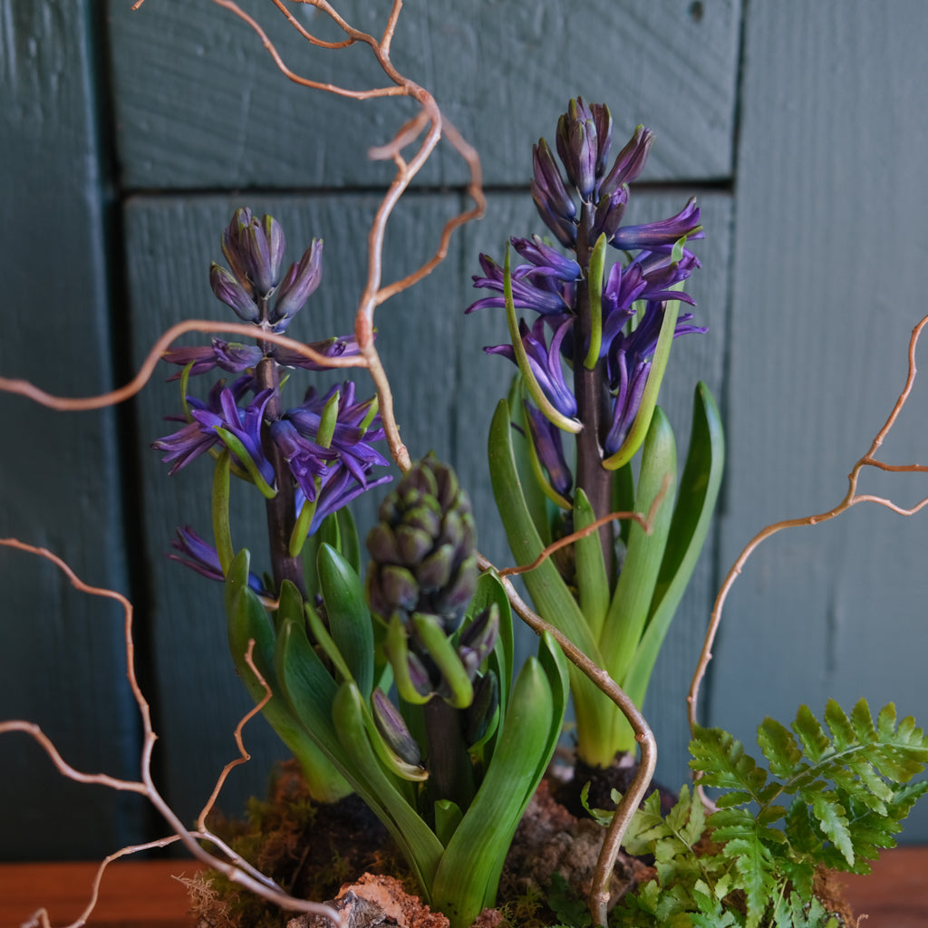 Hyacinth Planter | Lexington, KY | Michler's Florist – Michler's