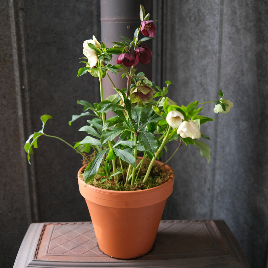 potted_lenten_rose_2023.jpg?v=