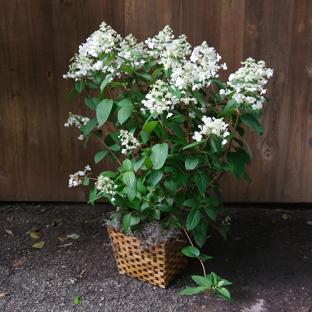 Quick Fire Hydrangea | Michler's Florist | Lexington, KY
