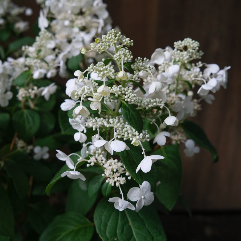 Quick Fire Hydrangea | Michler's Florist | Lexington, KY