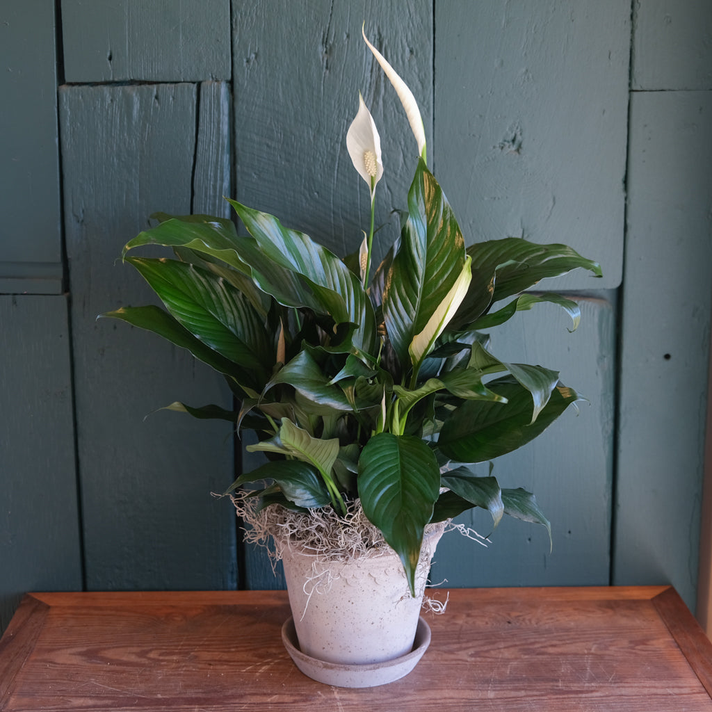 Peace Lily | Lexington, KY | Michler's Florist – Michler's Florist