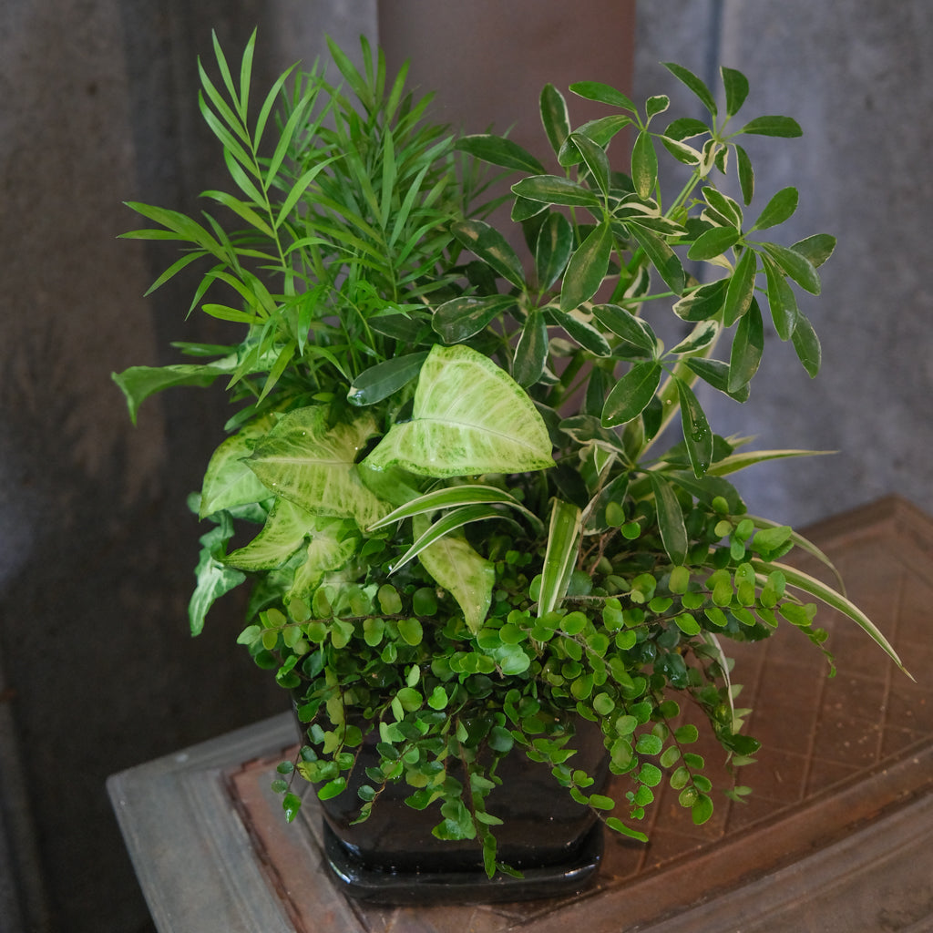 Olympia Foliage Planter Lexington, KY Michler Florist & Greenhouse