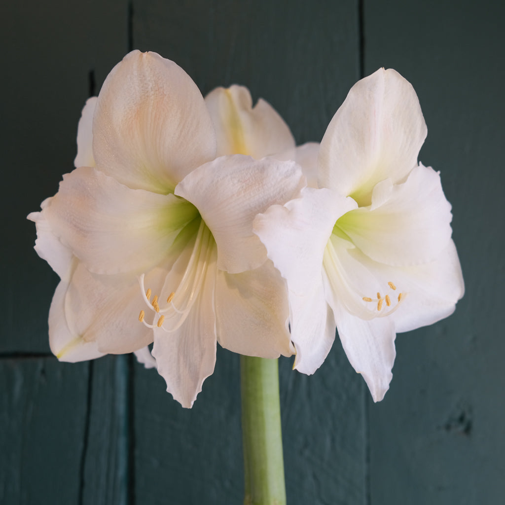 Amaryllis Plant | Michler's Florist | Lexington, KY – Michler's
