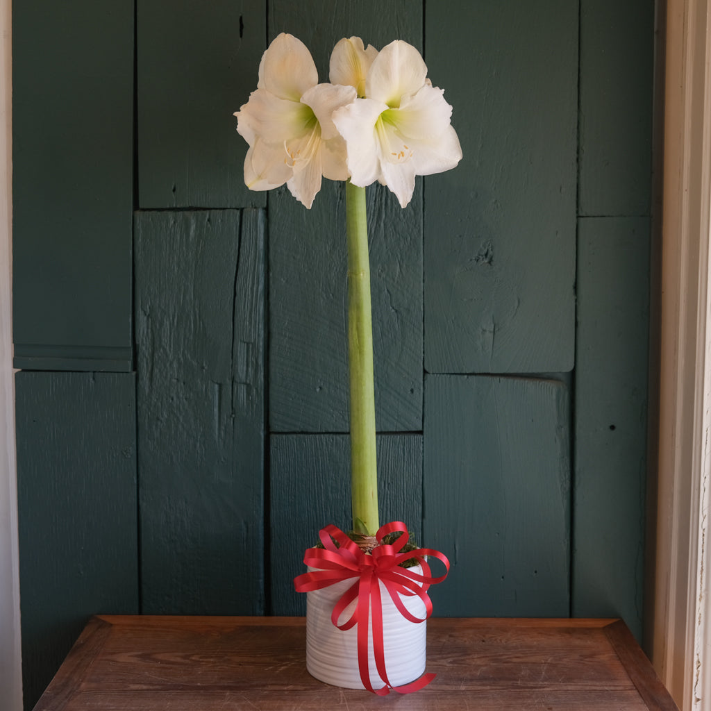 Amaryllis Plant | Michler's Florist | Lexington, KY – Michler's