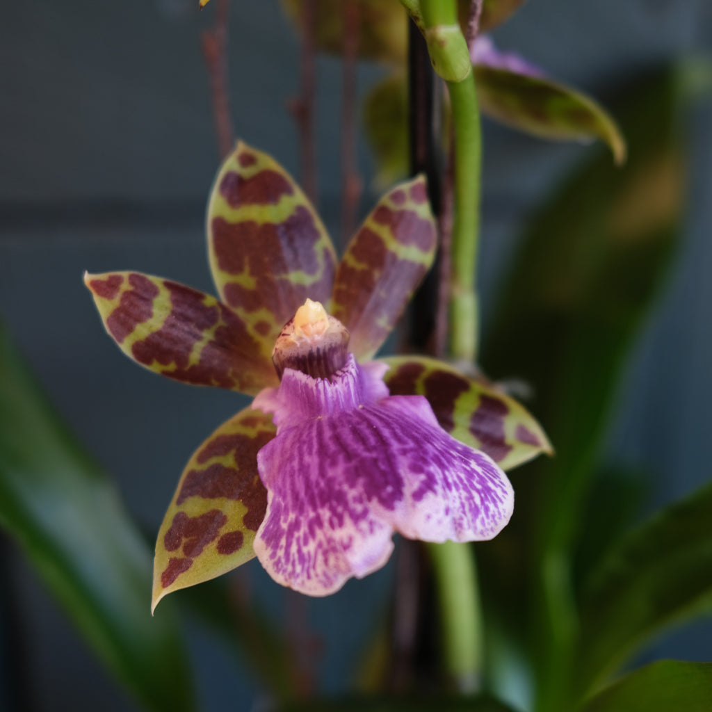 Zygopetalum Orchid | Lexington, KY | Michler's Florist