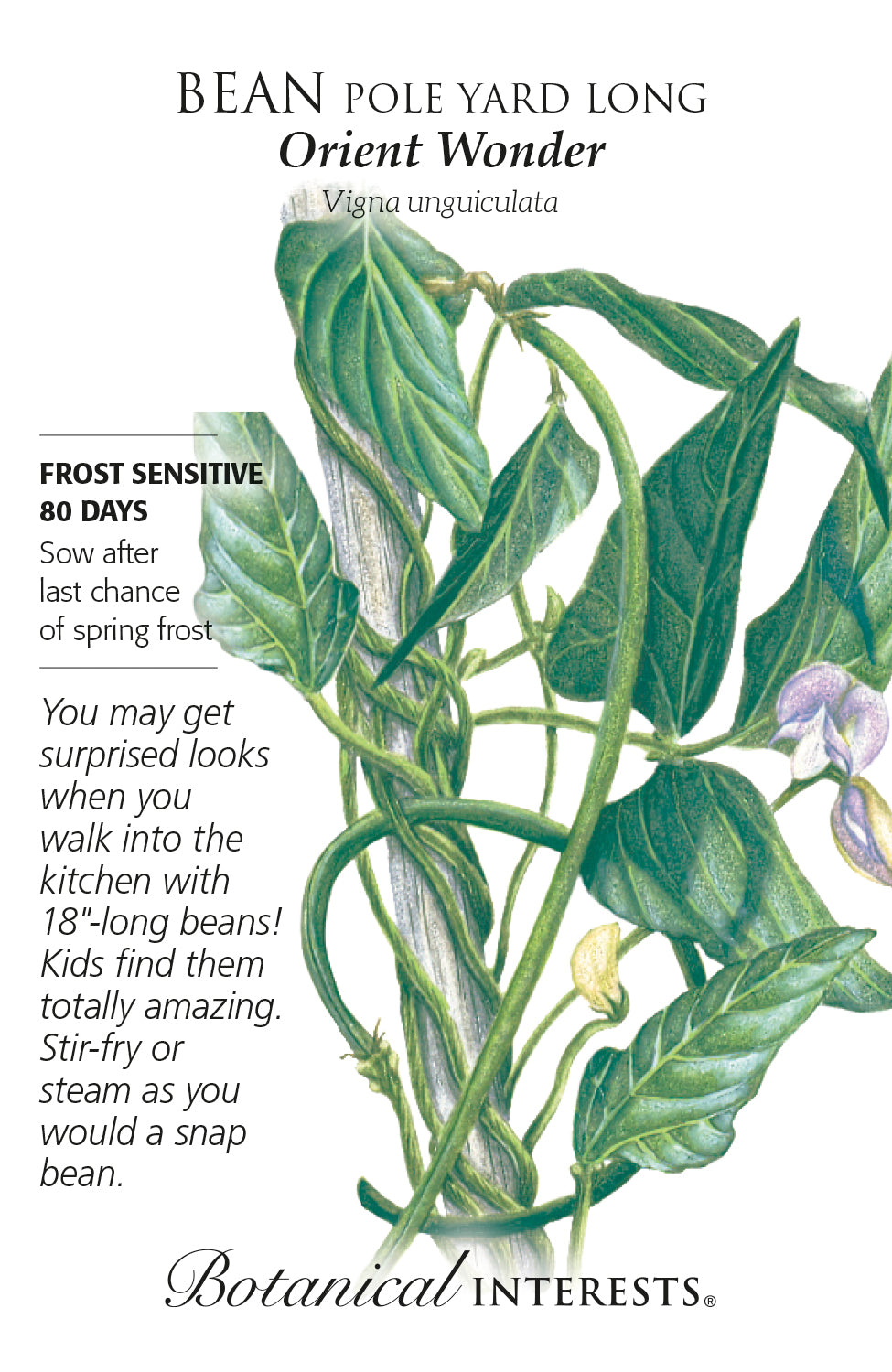 Bean Pole Yard Long Orient Wonder | Seeds in Lexington, KY