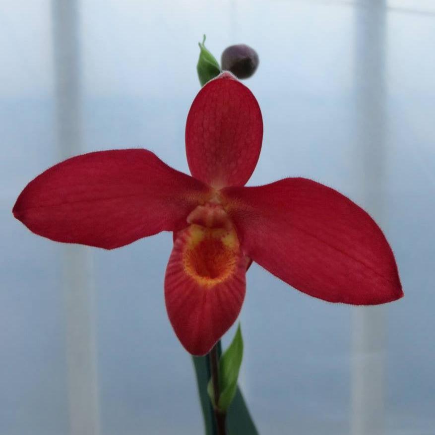 Phragmipedium Orchid at Michler's Florist, Greenhouses & Garden Design in Lexington, KY