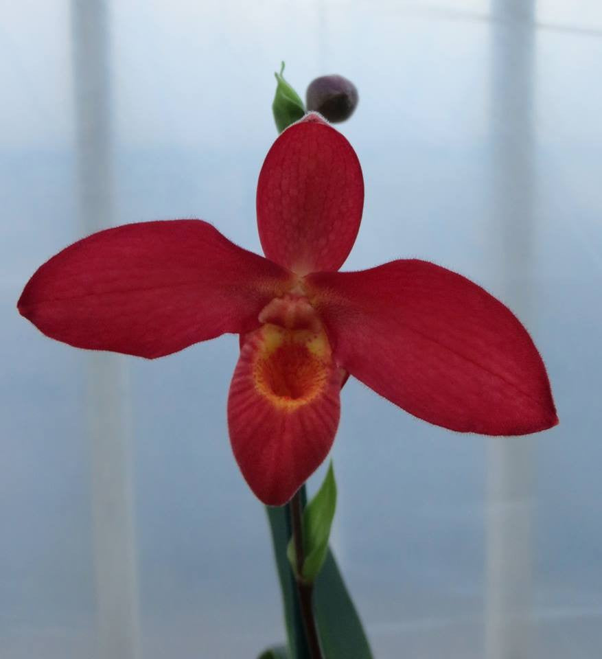 Phragmipedium Orchid at Michler's Florist, Greenhouses & Garden Design in Lexington, KY