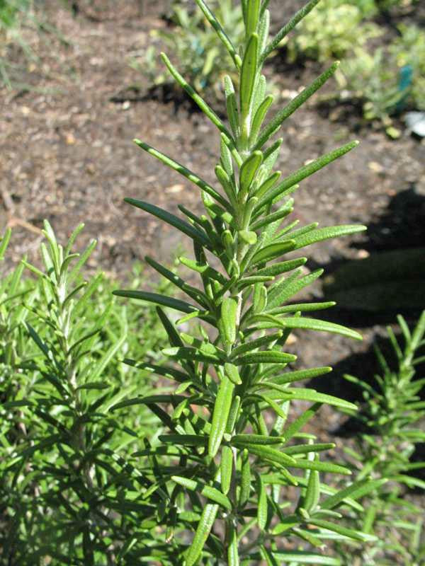 Rosmarinus officinalis 'Arp' (Arp Rosemary) | Herb in Lexington Rosmarinus officinalis 'Arp' (Arp Rosemary) | Herb in Lexington
