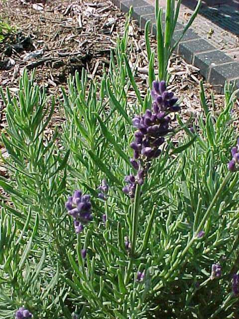 English Lavender (Lavandula) Hidcote Blue | Two Live Herb Plants | Non-GMO,  Perennial in Zones 5 to 8, Mosquito Repellent Plant