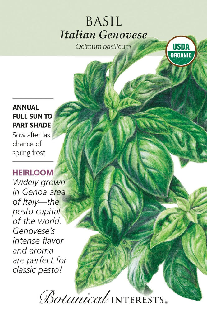 Keystone Spring Basil Herbs: Culinary & Ornamental | Lexington, KY | Michler's Greenhouses