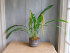 Dendrochilum magnum orchid