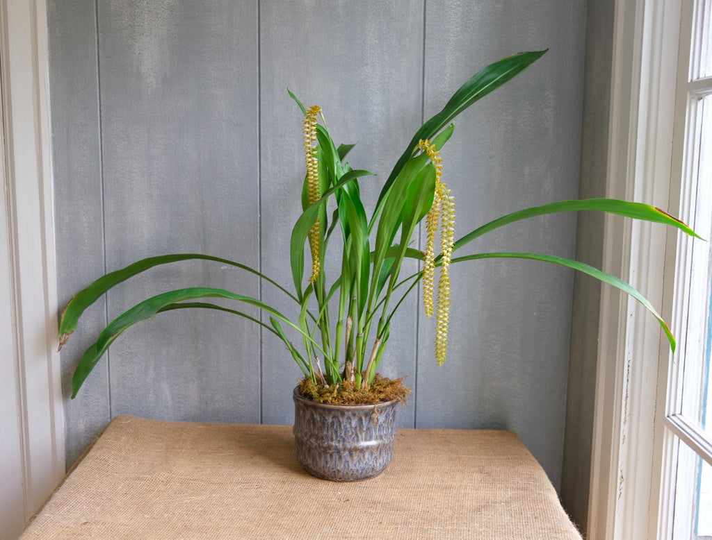Dendrochilum magnum orchid