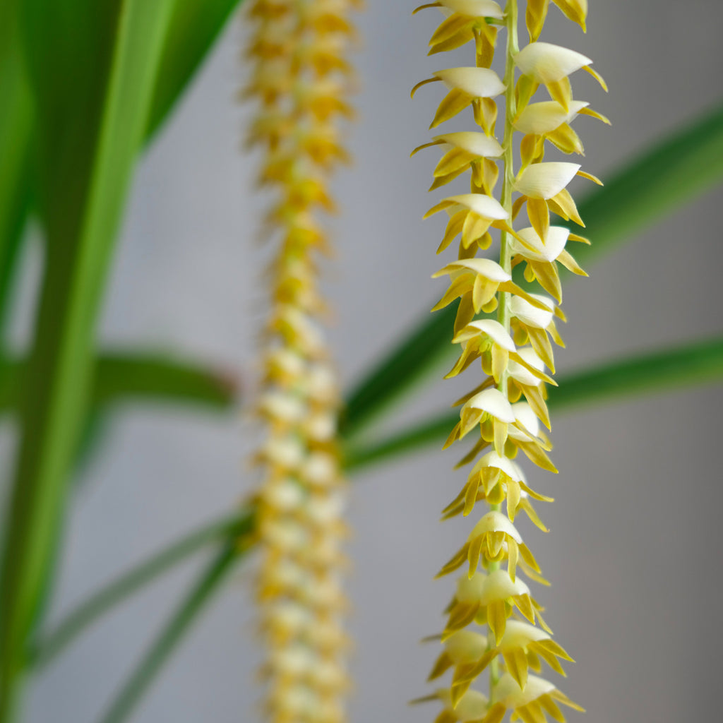 Close up of dendrochilum magnum blooms