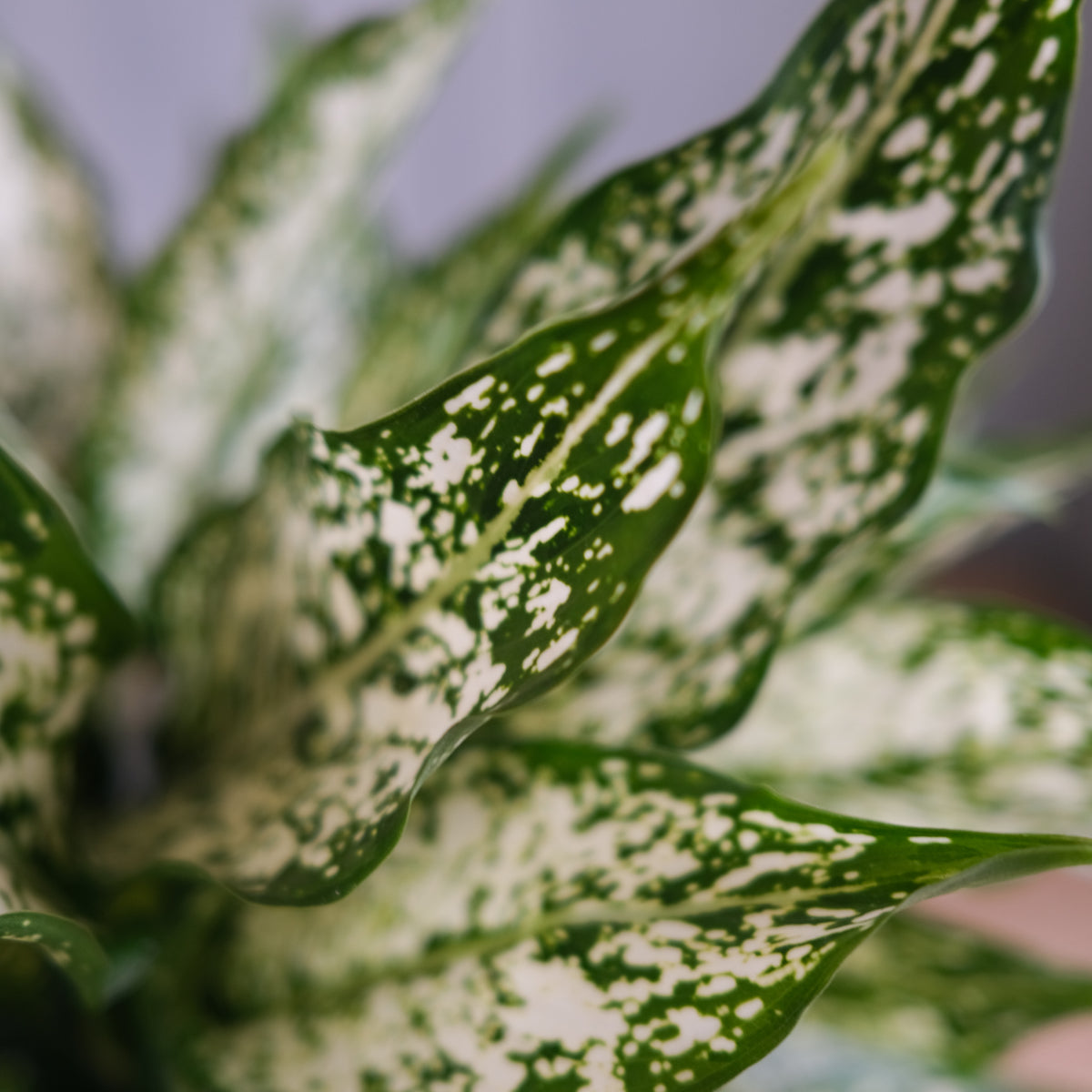 Houseplants – Michler's Florist, Greenhouses & Garden Design