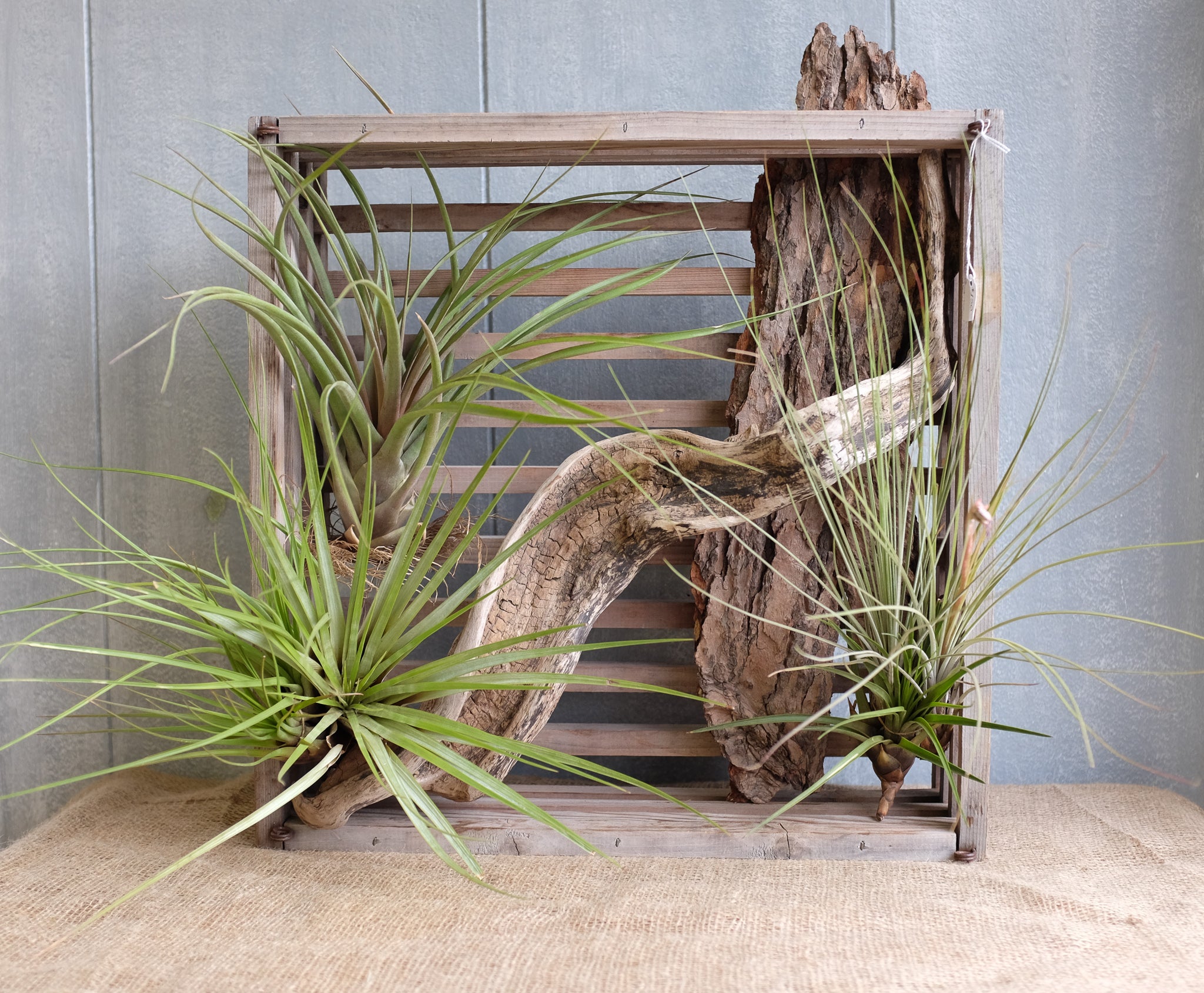 framed air plants Air Plants and Driftwood Crate | Michler's Florist