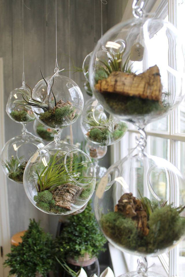artificial air plants wholesale Air Plant Sphere | Terrariums in Lexington, KY