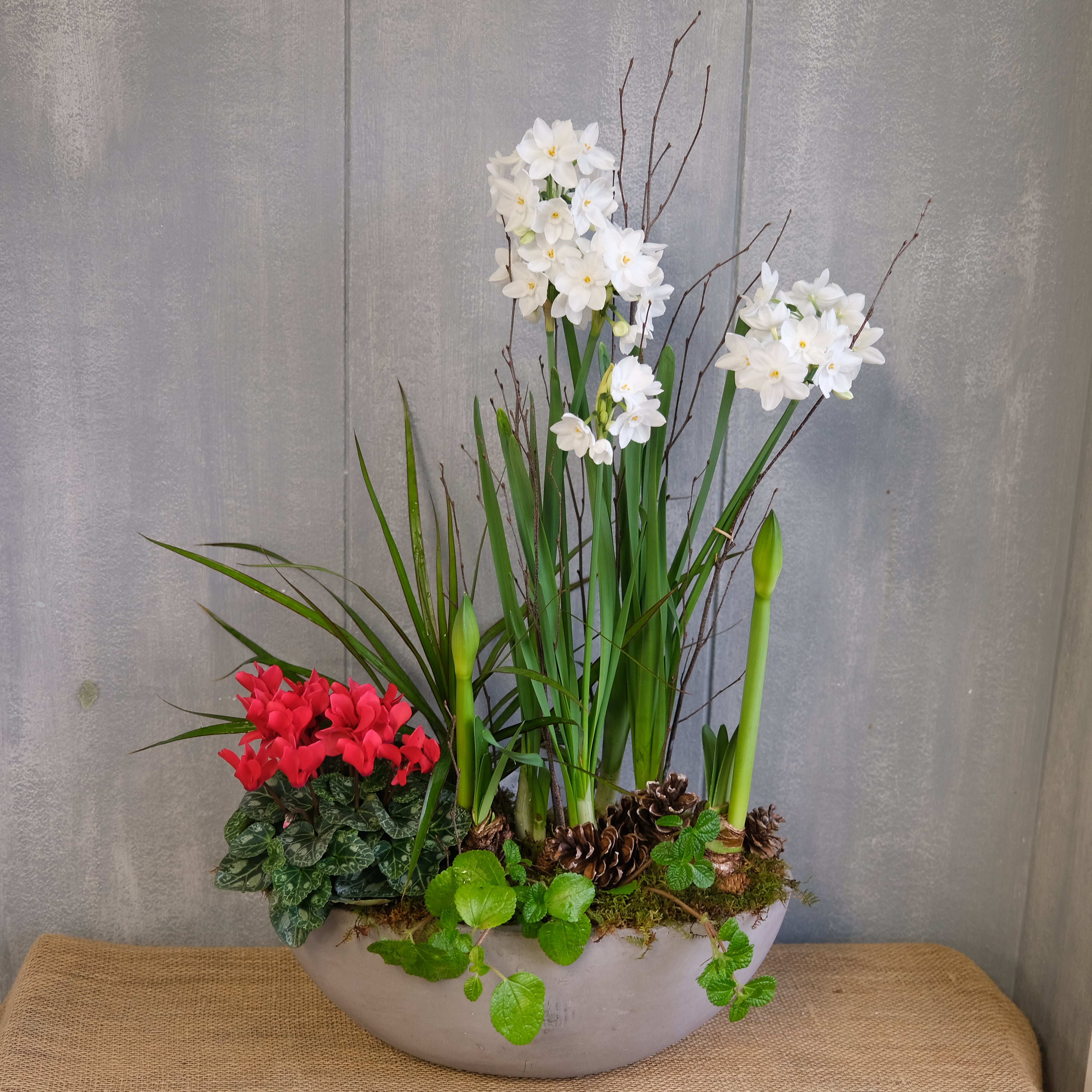 pots for amaryllis plants Amaryllis Garden Planter