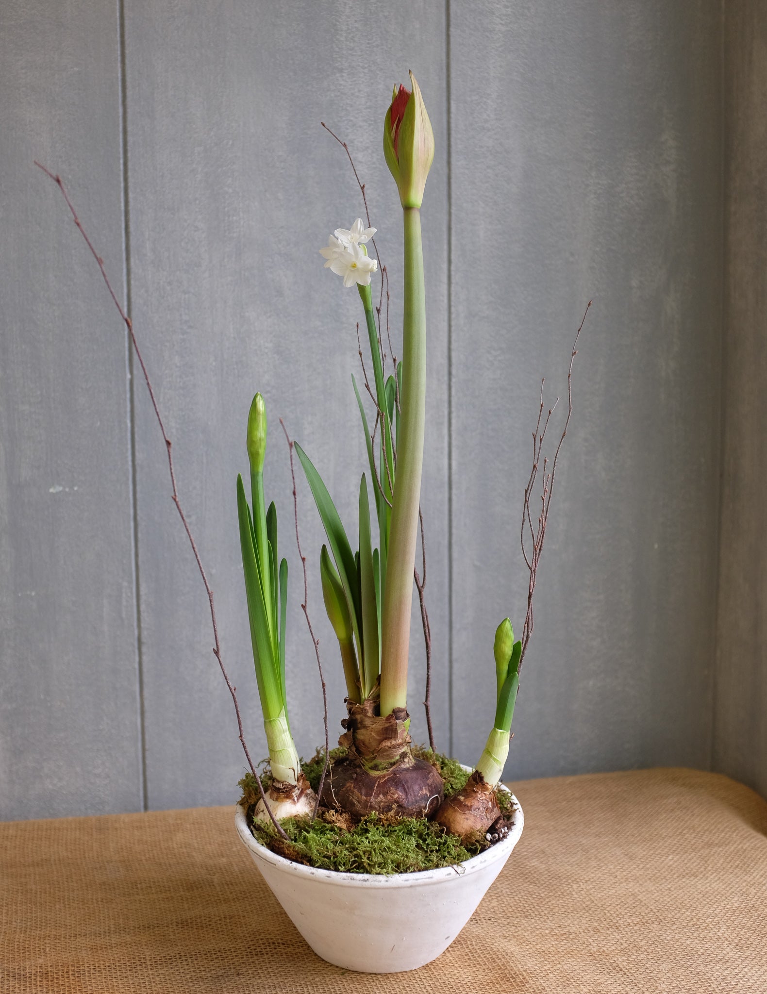 white pot for plant Amaryllis Paperwhite Pot | Bulb Planter in Lexington, KY