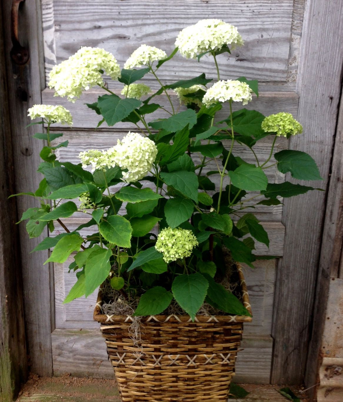 White deals hydrangea plant