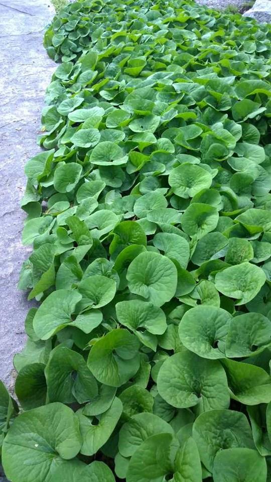 wild ginger plant