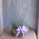 Basket of Lavender Plants.