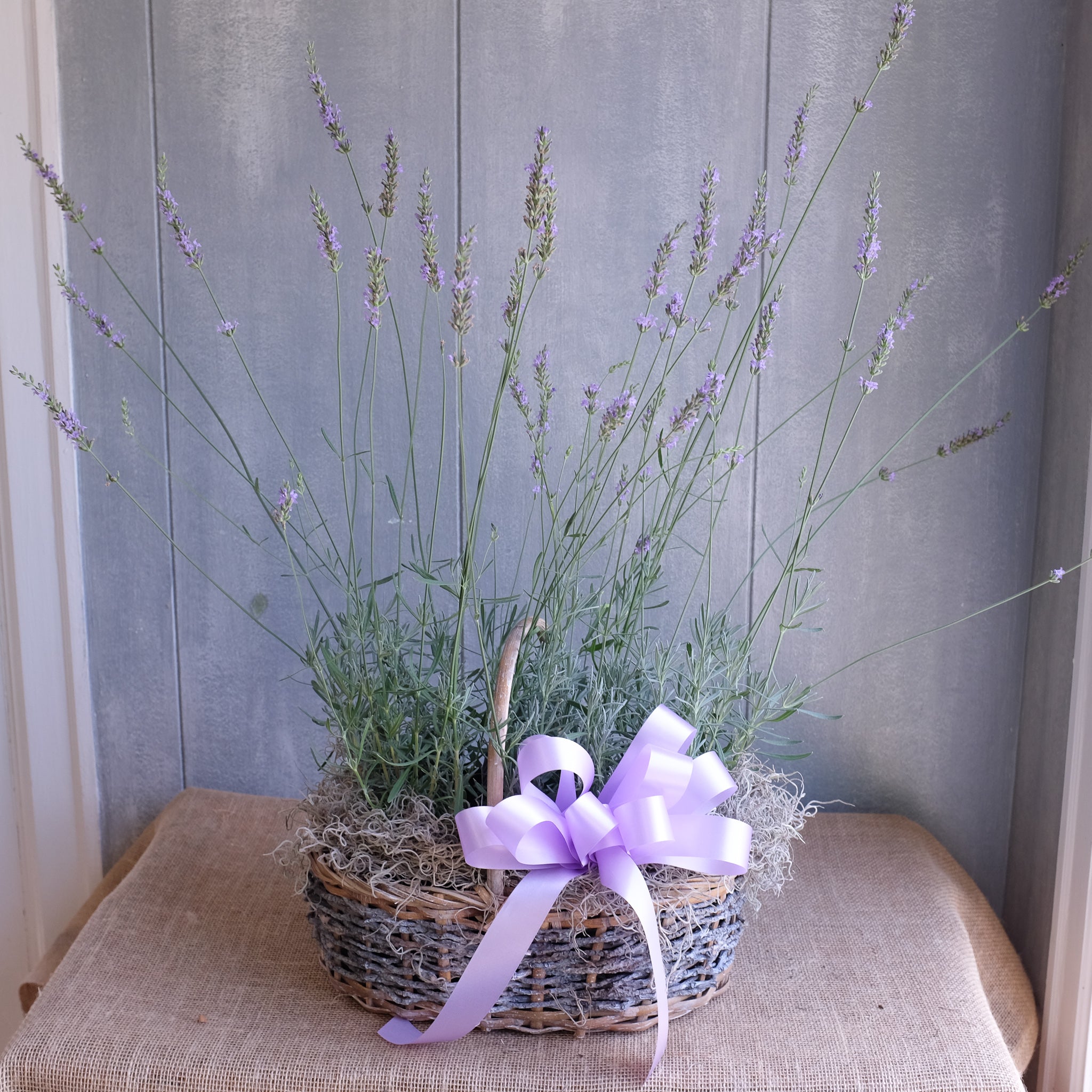 lavender plants next day delivery Basket of Lavender