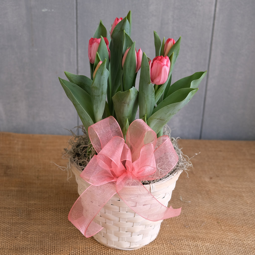 Pot of tulips, Michler's Florist, Lexington KY.